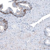 Anti-RXFP1 antibody produced in rabbit Prestige Antibodies&#174; Powered by Atlas Antibodies, affinity isolated antibody, buffered aqueous glycerol solution