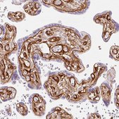 Anti-LOXL4 antibody produced in rabbit Prestige Antibodies&#174; Powered by Atlas Antibodies, affinity isolated antibody, buffered aqueous glycerol solution