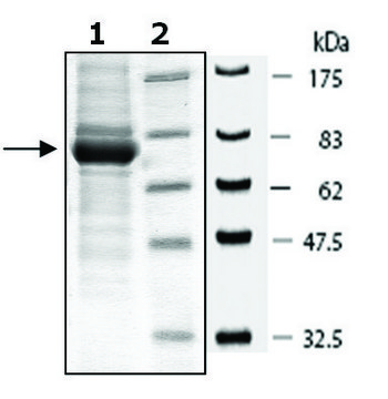 PKG1alpha active human recombinant, expressed in baculovirus infected Sf9 cells, &#8805;70% (SDS-PAGE)