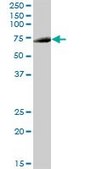 Anti-APPL2 antibody produced in mouse IgG fraction of antiserum, buffered aqueous solution