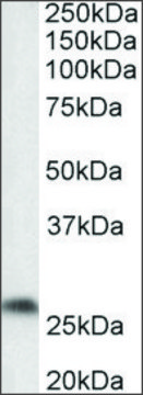 Anti-Ptgds antibody produced in goat affinity isolated antibody, buffered aqueous solution