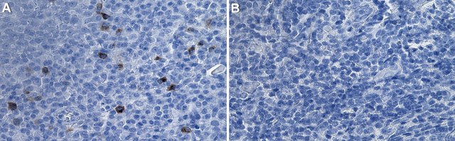 Anti-CD33/Siglec-3 Antibody, clone 1D10 ZooMAb&#174; Rabbit Monoclonal recombinant, expressed in HEK 293 cells