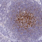 Anti-CR2 antibody produced in rabbit Prestige Antibodies&#174; Powered by Atlas Antibodies, affinity isolated antibody, buffered aqueous glycerol solution