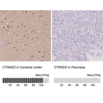 Anti-CTNND2 antibody produced in rabbit Prestige Antibodies&#174; Powered by Atlas Antibodies, affinity isolated antibody, buffered aqueous glycerol solution
