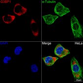 Anti-G3BP1 Antibody, clone 5A4T0, Rabbit Monoclonal