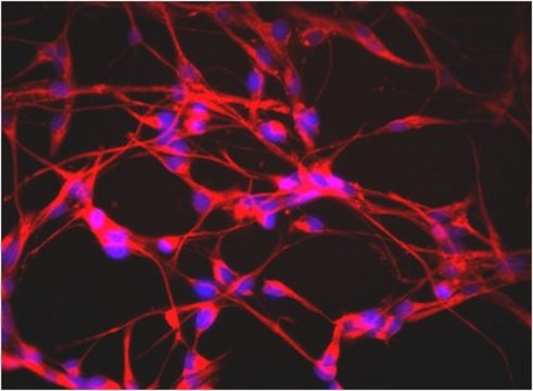 Anti-Nestin Antibody, clone rat-401, Biotin Conjugate clone rat-401, from mouse, biotin conjugate