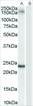 Anti-GOLGA3 antibody produced in goat affinity isolated antibody, buffered aqueous solution