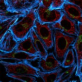 Anti-Mouse IgG (H+L), CF&#8482; 555 antibody produced in goat ~2&#160;mg/mL, affinity isolated antibody