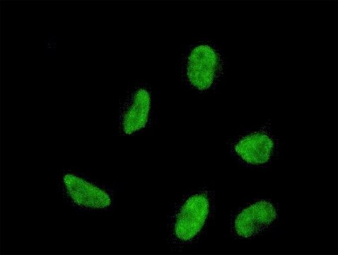 ANTI-HOXA5 antibody produced in mouse clone 2C3, purified immunoglobulin, buffered aqueous solution