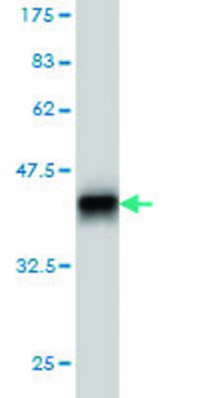 Monoclonal Anti-PPM1F antibody produced in mouse clone 2A9, purified immunoglobulin, buffered aqueous solution