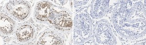 Anti-MGMT Antibody, clone 2N19 ZooMAb&#174; Rabbit Monoclonal recombinant, expressed in HEK 293 cells