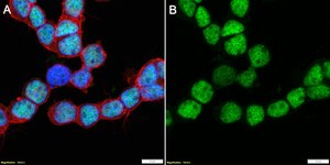 Anti-OTX2 Antibody, clone 1O4 ZooMAb&#174; Rabbit Monoclonal recombinant, expressed in HEK 293 cells