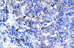 Anti-TBX19 antibody produced in rabbit IgG fraction of antiserum