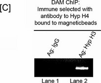 Anti-acetyl-Histone H3 Antibody from rabbit