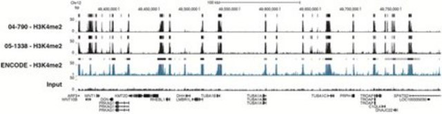 Anti-dimethyl-Histone H3 (Lys4) Antibody, clone AW30, rabbit monoclonal culture supernatant, clone AW30, Upstate&#174;