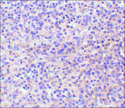 Anti-RP105 antibody produced in rabbit affinity isolated antibody, buffered aqueous solution