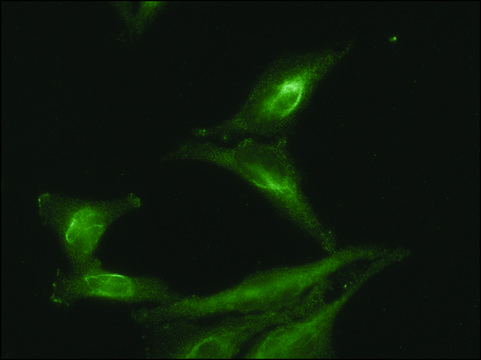 Monoclonal Anti-AHSA1 antibody produced in mouse clone 25F2.D9, 1&#160;mg/mL, purified immunoglobulin