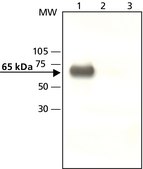 Anti-YAP1 (C-terminal) antibody produced in rabbit ~1&#160;mg/mL, affinity isolated antibody, buffered aqueous solution
