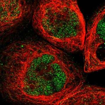 Anti-UBN2 antibody produced in rabbit Prestige Antibodies&#174; Powered by Atlas Antibodies, affinity isolated antibody, buffered aqueous glycerol solution