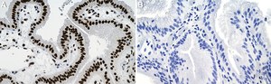 Anti-CTBP2 Antibody, clone 1C2 ZooMAb&#174; Rabbit Monoclonal recombinant, expressed in HEK 293 cells