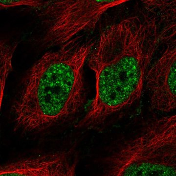 Anti-RAD52 antibody produced in rabbit Prestige Antibodies&#174; Powered by Atlas Antibodies, affinity isolated antibody