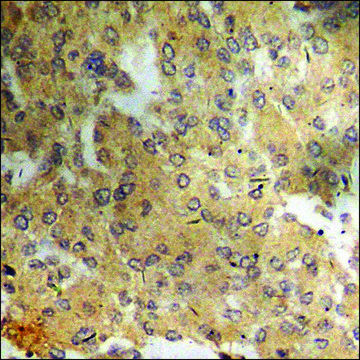 Anti-phospho-ATF4 (pSer245) antibody produced in rabbit affinity isolated antibody