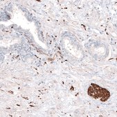 Monoclonal Anti-TUBB3 antibody produced in mouse Prestige Antibodies&#174; Powered by Atlas Antibodies, clone CL5813, purified immunoglobulin, buffered aqueous glycerol solution
