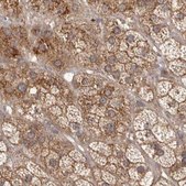 Anti-NUP43 antibody produced in rabbit Prestige Antibodies&#174; Powered by Atlas Antibodies, affinity isolated antibody, buffered aqueous glycerol solution, ab3