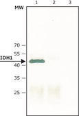 Anti-IDH1 antibody produced in rabbit ~1.0&#160;mg/mL, affinity isolated antibody