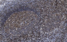 Anti-CD3e Antibody, clone 1H4, ZooMAb&#174; Rabbit Monoclonal recombinant, expressed in HEK 293 cells