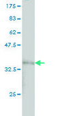 Monoclonal Anti-LAMC1 antibody produced in mouse clone M1, purified immunoglobulin, buffered aqueous solution