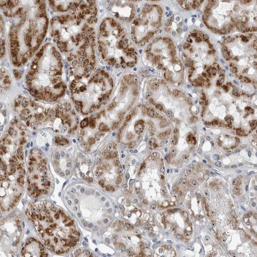 Anti-PDCD11 antibody produced in rabbit Prestige Antibodies&#174; Powered by Atlas Antibodies, affinity isolated antibody, buffered aqueous glycerol solution