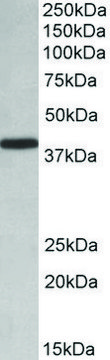Anti-PCBP1 antibody produced in goat affinity isolated antibody, buffered aqueous solution