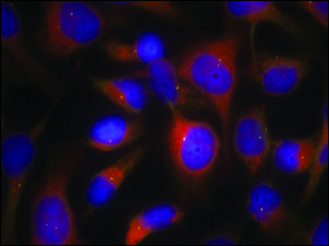 Anti-MRCL3 (Ab-18) antibody produced in rabbit affinity isolated antibody