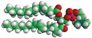 16:0-18:1 PC Avanti Research&#8482; - A Croda Brand