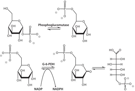 Phosphoglucomutase from rabbit muscle ammonium sulfate suspension, &#8805;100&#160;units/mg protein