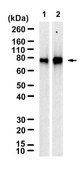 Anti-KIFC1 Antibody, clone 3M19 ZooMAb&#174; Rabbit Monoclonal recombinant, expressed in HEK 293 cells
