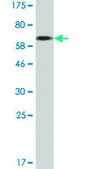 Monoclonal Anti-CEACAM1 antibody produced in mouse clone 2F6, purified immunoglobulin, buffered aqueous solution