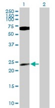 Anti-PPP1CB antibody produced in mouse purified immunoglobulin, buffered aqueous solution