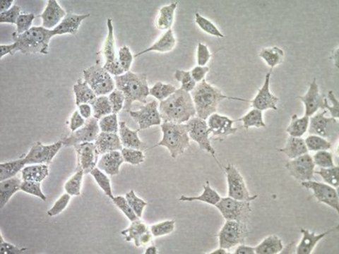 HOG Human Oligodendroglioma Cell Line HOG human oligodendroglioma cell line is a useful model to study the role of oligodendrocytes in neurodegenerative diseases.