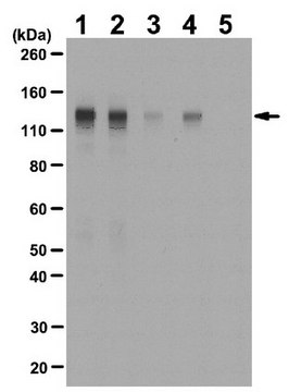 Anti-phospho-FGFR-1 (Tyr653/Tyr654) Antibody from rabbit, purified by affinity chromatography