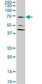 Monoclonal Anti-SLC1A2 antibody produced in mouse clone 1D8, purified immunoglobulin, buffered aqueous solution