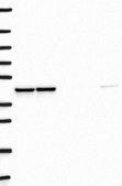 Anti-DNAJB12 antibody produced in rabbit Prestige Antibodies&#174; Powered by Atlas Antibodies, affinity isolated antibody, buffered aqueous glycerol solution