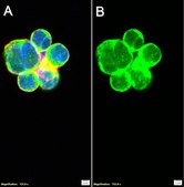 Anti-LZTFL1 Antibody, clone 1I2 ZooMAb&#174; Rabbit Monoclonal recombinant, expressed in HEK 293 cells