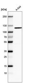 Monoclonal Anti-CDKL5 antibody produced in mouse Prestige Antibodies&#174; Powered by Atlas Antibodies, clone CL4881, purified immunoglobulin, buffered aqueous glycerol solution