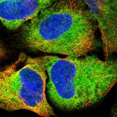 Anti-EI24 antibody produced in rabbit Prestige Antibodies&#174; Powered by Atlas Antibodies, affinity isolated antibody, buffered aqueous glycerol solution