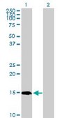 Anti-PIN4 antibody produced in rabbit purified immunoglobulin, buffered aqueous solution