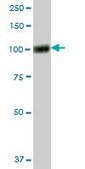 Anti-VCAM1 antibody produced in mouse purified immunoglobulin, buffered aqueous solution