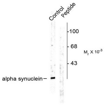 Anti-phospho-&#945; Synuclein (Ser129) Antibody Chemicon&#174;, from rabbit