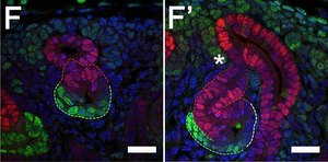 Anti-Sox9 Antibody Chemicon&#174;, from rabbit
